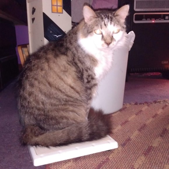 Meet your Posher, Riva Sue - Picture 5 of 13